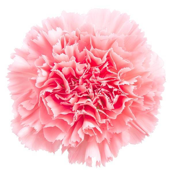 carnation